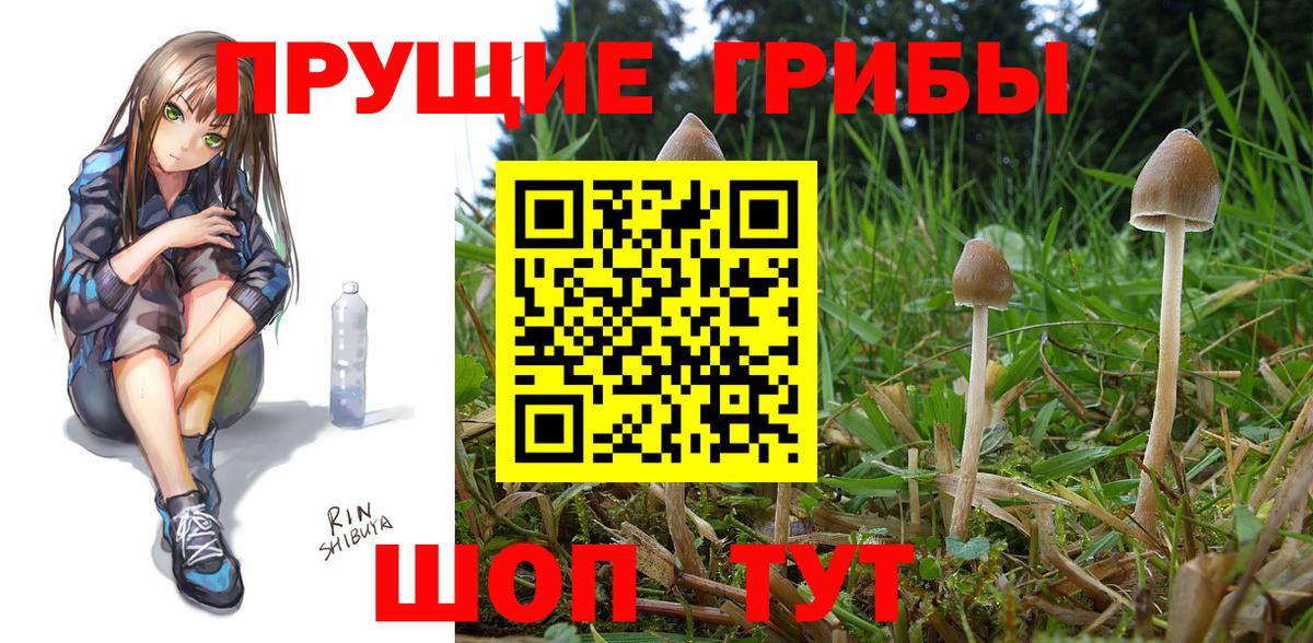 Галлюциногенные грибы Psilocybe Губкинский